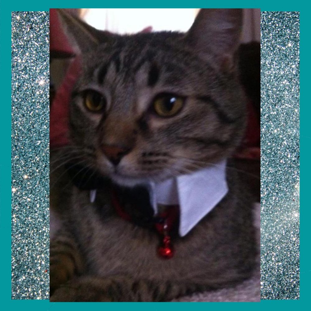๐๐1-11-22 My Sweet Girl is no longer with us. I'll miss her smile.๐๐ - Picture 4 of 4